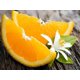 thumbnail image 3 of MomoArt DIY Mosaico de diamantes Fruta Limón Imagen de diamantes de imitación Pintura de diamantes Paisaje Bordado de cuentas Costura Decoración de cocina, 3 of 5