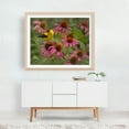 thumbnail image 5 of Goldfinch and Coneflowers - Photography Bird Flowers Wildlife Floral Nature Garden Scenic Unframed Wall Art Print 12 x 16 inches, 5 of 6