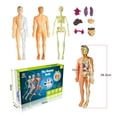 thumbnail image 3 of 3D Human Body Torso Model Assembly DIY Human Body Organ Teaching Tools, 3 of 5