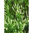 thumbnail image 3 of 1500 WHITE Blossom SWEET CLOVER Melilotus Officinalis Alba Albus Sweetclover Honey Clover Flower Seeds, 3 of 6