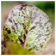 thumbnail image 3 of Everwilde Farms - 1 lb Organic Freckles Romaine Lettuce Seeds - Gold Vault Bulk Seed Packet, 3 of 3