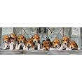 thumbnail image 2 of Clementoni 39435 Colección Rompecabezas Panorama para Adultos y Niños Beagles 1000 Piezas, 2 of 2