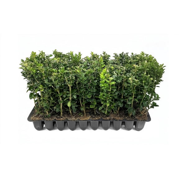 Green Mountain Boxwood | 10 Live Plants | Buxus sempervirens ‘Green Mountain’ | Evergreen Privacy Shrub | Compact Formal Garden Plants