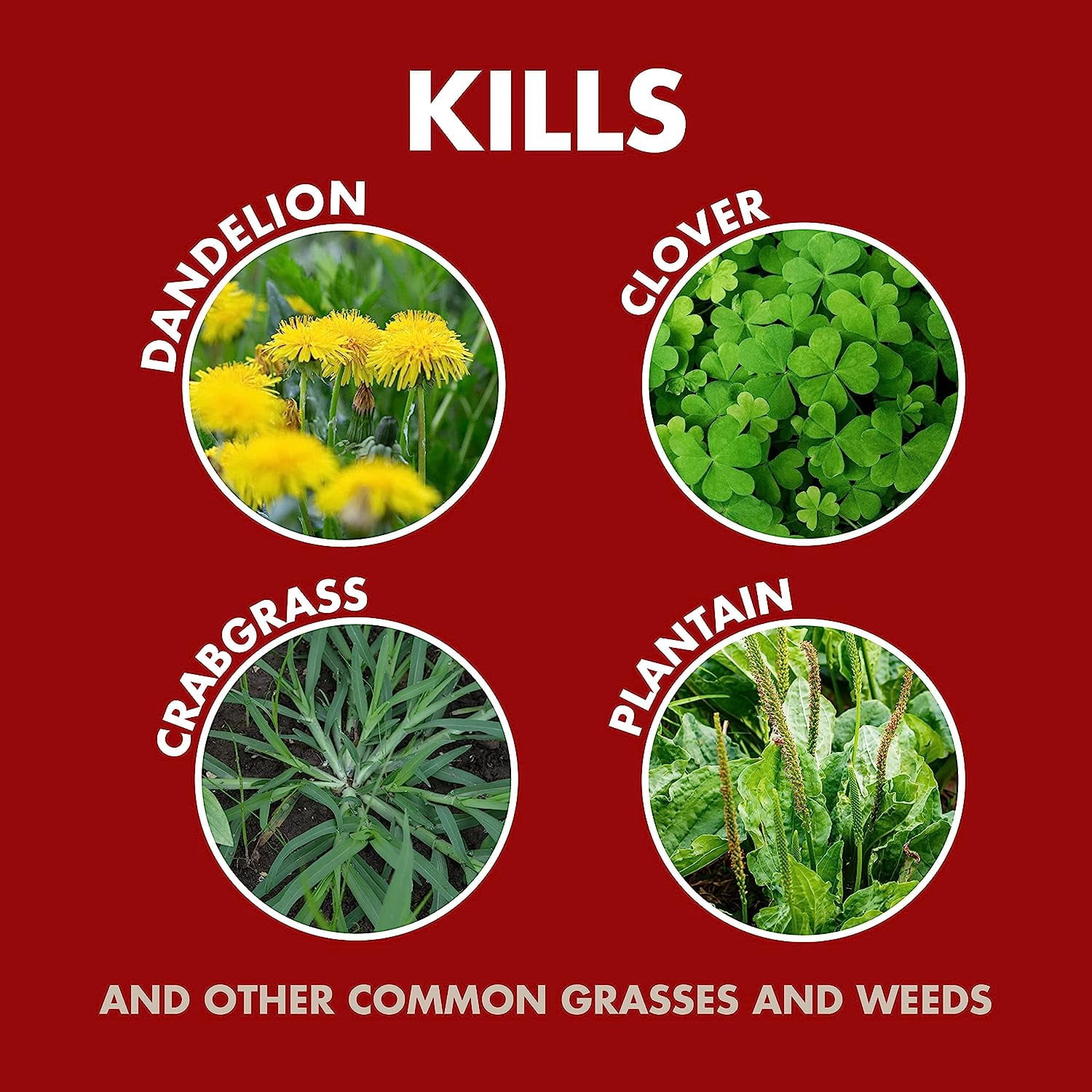 Spectracide Weed & Grass Killer Concentrate, 1 Gallon