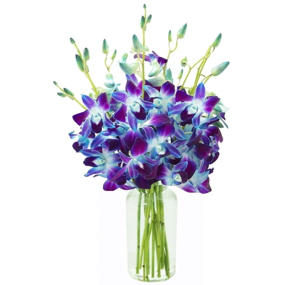 KaBloom : 20 Blue Dendrobium Orchids in vase, Next-Day Delivery, Gift for Every Occasion.