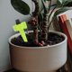 thumbnail image 4 of unbranded 6Ud Globos De Para Plantas En Interior Y Exterior Con Eficiente, 4 of 7