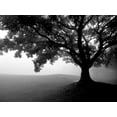 thumbnail image 2 of Allen, Kimberly 24x19 Gold Ornate Wood Framed with Double Matting Museum Art Print Titled - Early Morning Fog, 2 of 4
