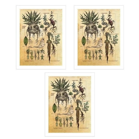 Bearachild 3 piezas plantas impresas pintura sin marco portátil impermeable cuadro desmontable hogar escuela enseñanza póster decoración de pared Decoración del hogar Bearachild HA010729-00