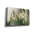 thumbnail image 2 of Epic Graffiti 'Snowdrops' by Martin Podt, Canvas Wall Art, 18"x12", 2 of 2