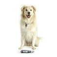 Dremel 7760PGK 4 Volt Cordless Rotary Dog & Cat Pet Nail Grooming Kit