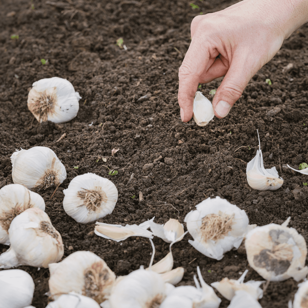 4 Mix Garlic Bulbs for Growing, Assorted Variety, Planting Outdoors, Hardneck Softneck Garlic Ready to Grow