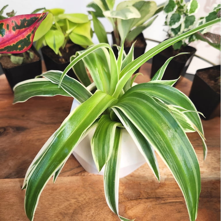 2IN Easy to Grow Live House Plants (12-pack)