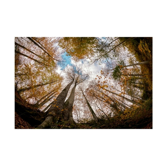 Canvas Wall Art - Hakime Kucuk 'Forest' Wall Art for Living Room, Bedroom, or Office Décor by Trademark Fine Art - 19 x 12 Inches