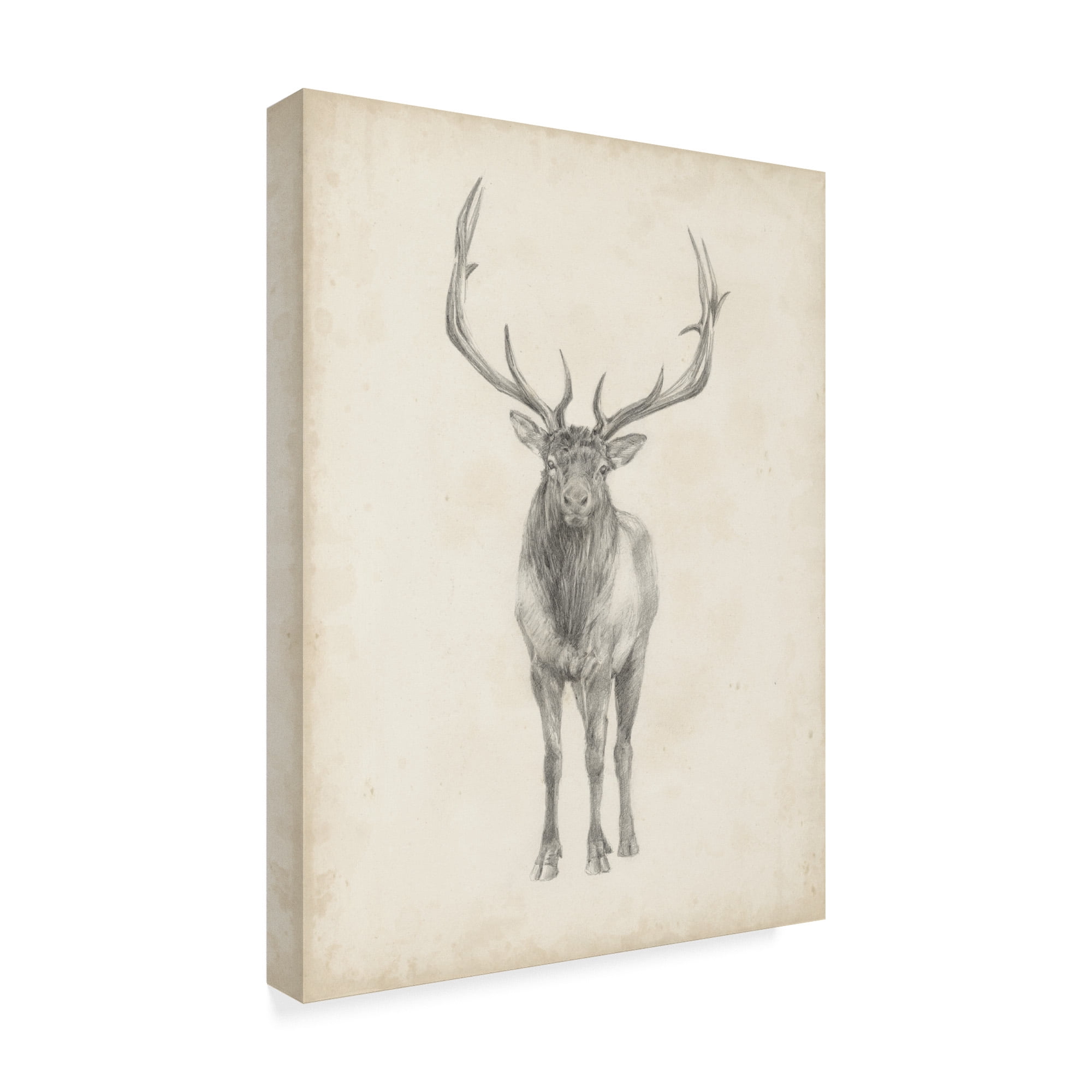 Trademark Fine Art 'Elk Study' Canvas Art by Ethan Harper