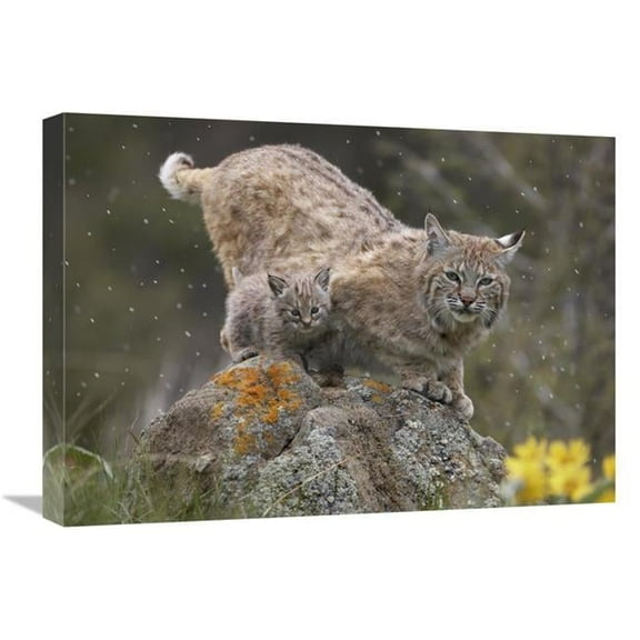 18 x 24 in. Bobcat Mother & Kitten in Snowfall, North America Art Print - Tim Fitzharris