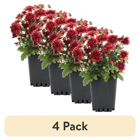 (4 pack) Expert Gardener 1.0PT Red Mum Live Plant in Grower Pot