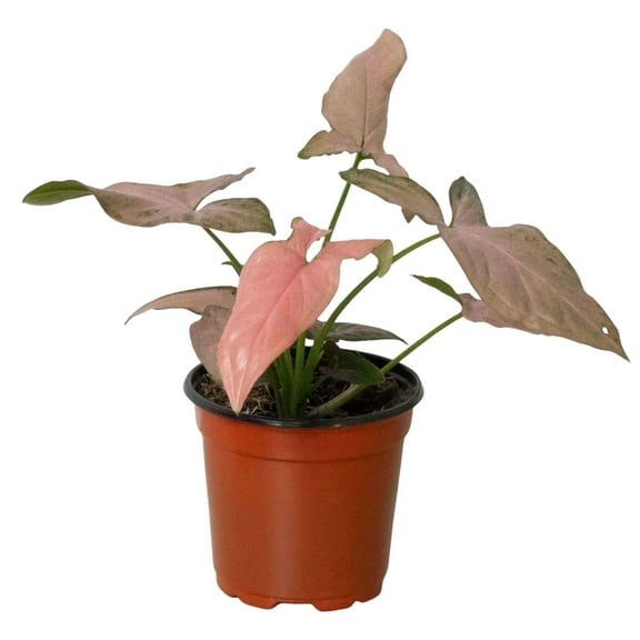 Syngonium podophyllum ‘Pink Splash’ – Live Indoor Houseplant in 4″ & 6″ Pot | Variegated Arrowhead Vine | Easy-Care Tropical Plant for Home, Office & Bathroom