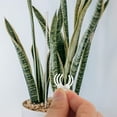 thumbnail image 4 of unbranded 1Jgo Varillas Y Clips Transparentes Para Soporte De Plantas En Acrílico Flexible Y Reutilizable, 4 of 8