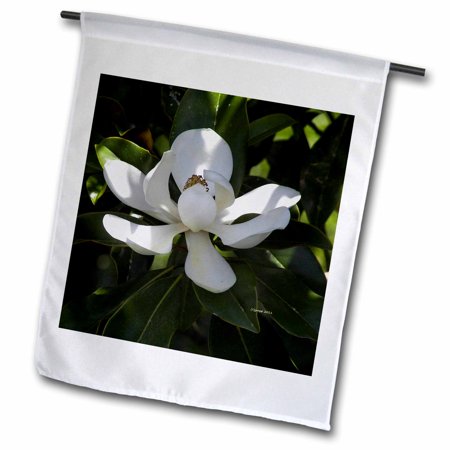 3dRose southern magnolia - Garden Flag  12 by 18-inch