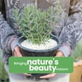 thumbnail image 3 of American Plant Exchange English Lavender Live Plant in 6" Pot, Aromatic, Flowering, Perfect for Windowsills, 3 of 8