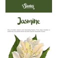 thumbnail image 5 of Pure Jasmine Tealight Candles - Highly Scented with Essential & Natural Oils - 6 Yellow Hand Poured Tea Lights - Clear Container for Beautiful Candlelight - Flower & Floral Collection, 5 of 5