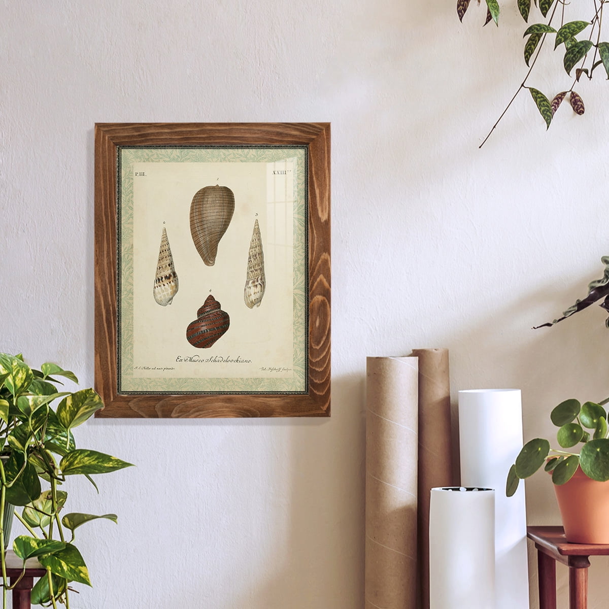 Bookplate Shells V - Framed Print w/glass - Walnut