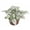 White, variant on Pink Polka Dot Plant - 1 Live Starter Plant - Hypoestes Phyllostachya - Compact Colorful Tropical Beauty Mosaic Foliage