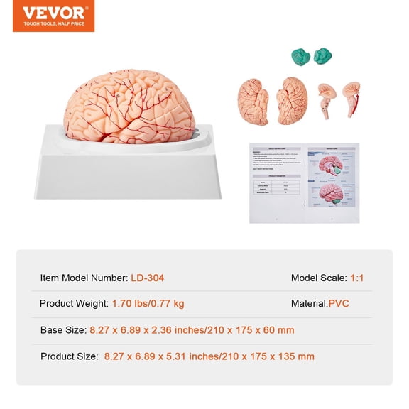 1:1 Human Brain Model Anatomy, 9-Part Detachable Brain with Labels & Display Base – Perfect for Science Research, Teaching, Learning & Classroom Study