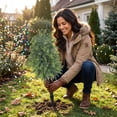 thumbnail image 5 of Artificial Potted Pine Needle Tree Faux Winter Greenery Shrub For Indoor Outdoor Front Porch Decor Green 23 Inch, 5 of 6