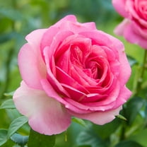 All Dressed Up Grandiflora Rose Dormant Bare Root Shrub (1-Pack)