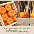 thumbnail image 3 of Harris Seeds Munchkin Pumpkin, Mini Orange Decorative Pumpkin Variety, Non-GMO, 250 Count, 3 of 7