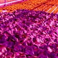 thumbnail image 5 of 4X LED Grow Light Full Spectrum 5V USB Grow Light Strip 2835 LED Phyto Lamps for Plants Greenhouse Hydroponic 100cm, 5 of 8