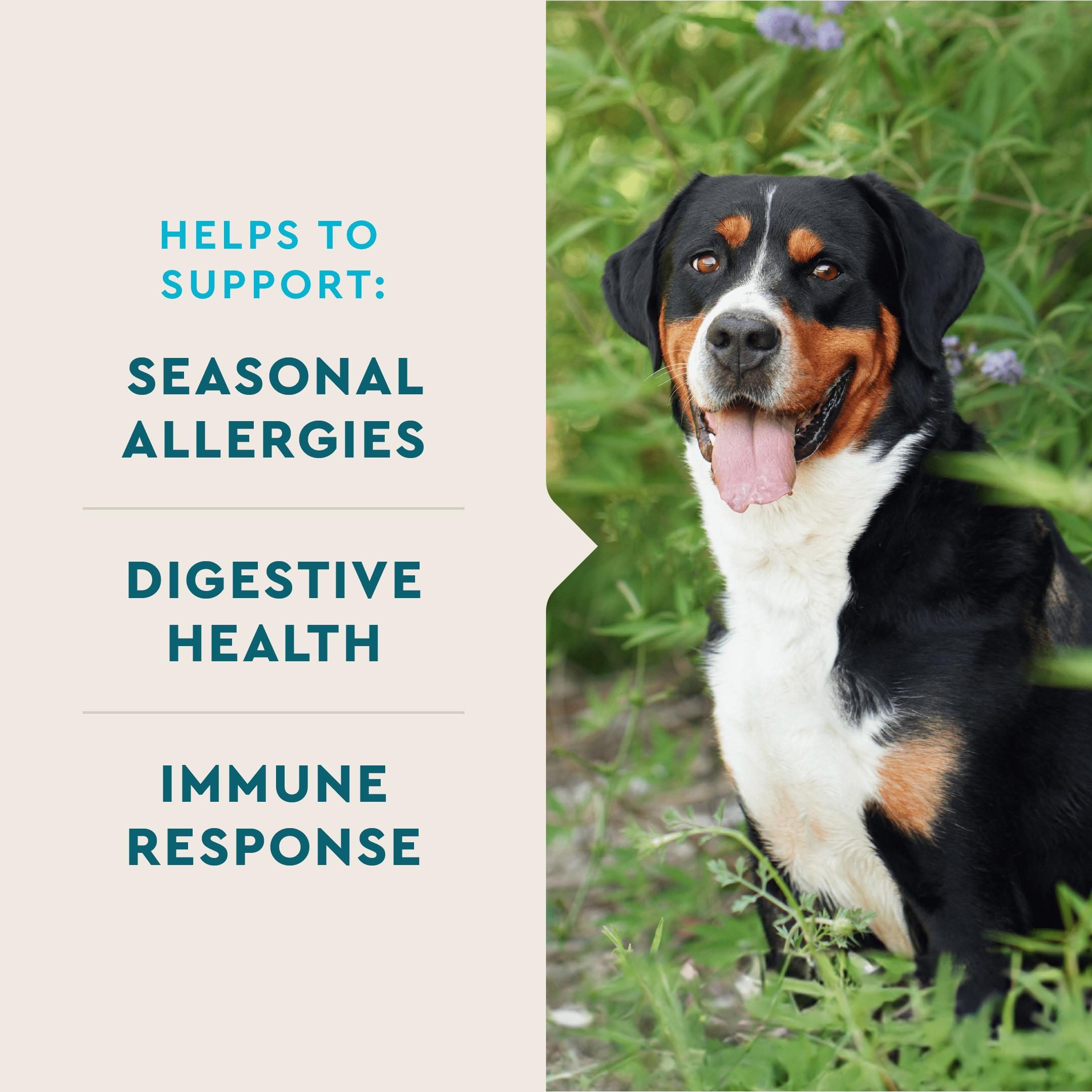 VetIQ Allergy Pro+ Soft Chews for Dogs Allergy Relief & Immune Support, Hickory Smoke Flavor, 60 Count