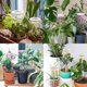 thumbnail image 3 of Luz de cultivo LED para plantas de interior de espectro completo, altura ajustable, bajo voltaje de seguridad de 5 V, idea para plantas grandes TUNC Sencillez, 3 of 5