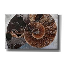Epic Graffiti 'Ammonite Spiral' by Elena Ray, Canvas Wall Art, 40"x26"