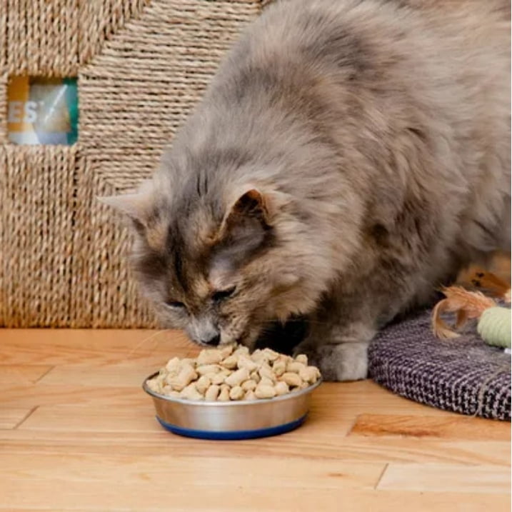 Dr. Marty Nature's Feast Cat Food, Freeze Dried Raw Cat Food with 87% Real Meat for Healthy Skin, Digestion & Vitality, 5.5 oz (Trial Size)