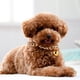 thumbnail image 4 of 1PC Collar para mascotas Collar de campana para mascotas Accesorios portátiles de decoración para mascotas para perros y gatos, 4 of 6