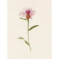 thumbnail image 3 of Unknown 12x14 Black Modern Framed Museum Art Print Titled - Mauve Garden Flowers VI, 3 of 5