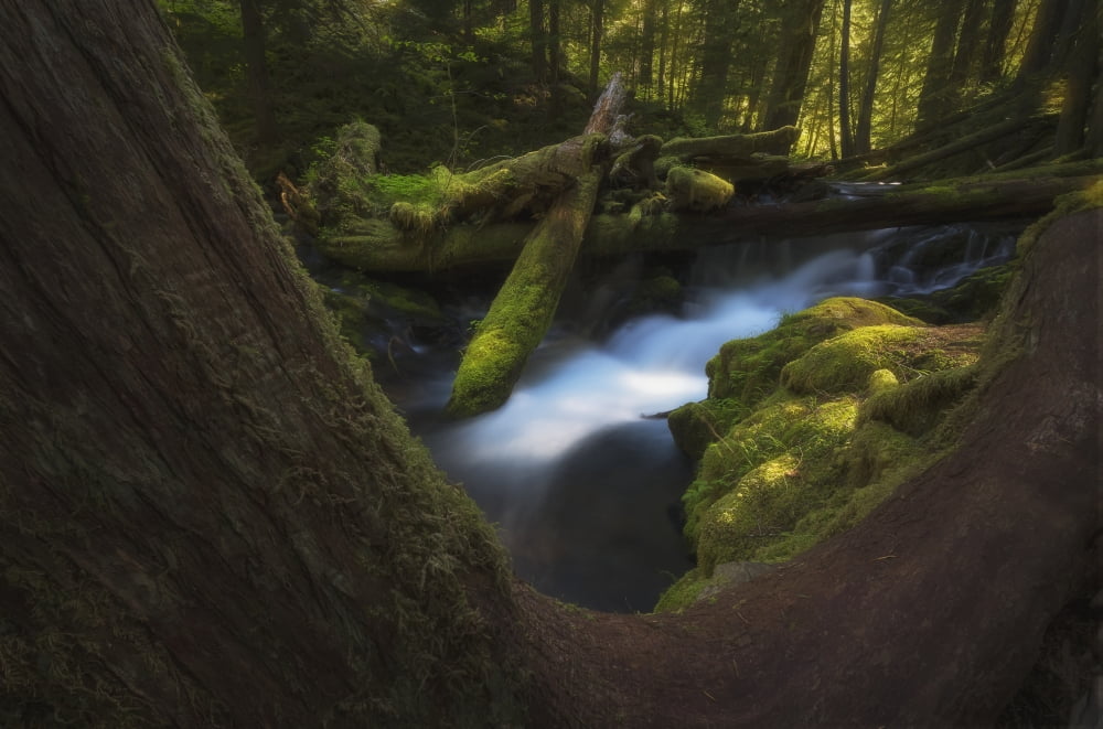Panther Creek Washi