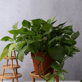thumbnail image 3 of Flower Pot Tray Solid Wood Flower Shelf Indoor Desktop Living Room Potted  Pothos Floor-Standing Vase Base, 3 of 6
