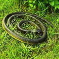 thumbnail image 4 of Snake Prank with String Clip - Clip on Snake Prank,Snake on A String Prank,Golf Snake Prank with String and Clip,F, 4 of 7