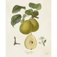 thumbnail image 3 of de Langlois 12x14 Black Modern Framed Museum Art Print Titled - Vintage Pears III, 3 of 5