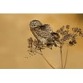 thumbnail image 2 of Manusevich, David 24x17 White Modern Wood Framed Museum Art Print Titled - Little Owl, 2 of 4