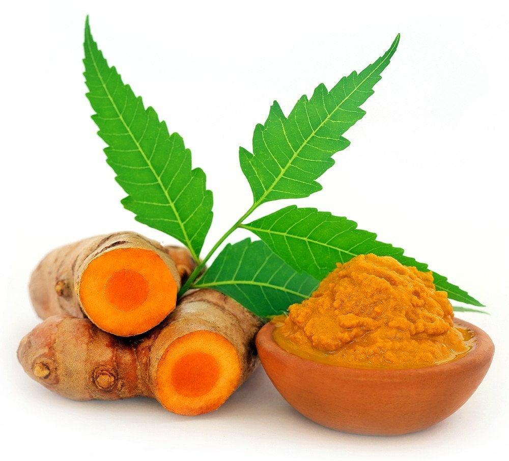 Yellow Turmeric Root Plant Curcuma longa 4" Pot