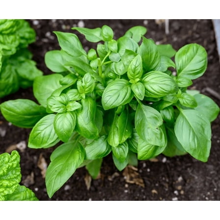 Set of 3 Basil Plants Live in 4 Inc Potted, Live Sweet Basil Plants, Basil Plant Pot, 3 to 5 Inches Long Plant