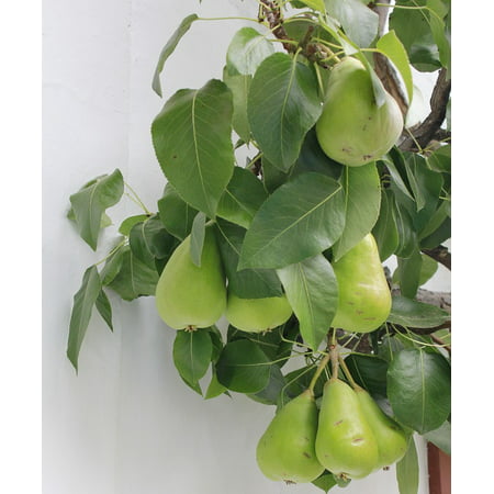 LAMINATED POSTER Pears Espalier Tree Fruit Tree Green Pome Fruit Poster Print 24 x (Best Fruit Trees To Espalier)