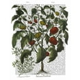 thumbnail image 2 of Fab Funky 12x14 Gold Ornate Wood Framed with Double Matting Museum Art Print Titled - Peppers 2, 2 of 4