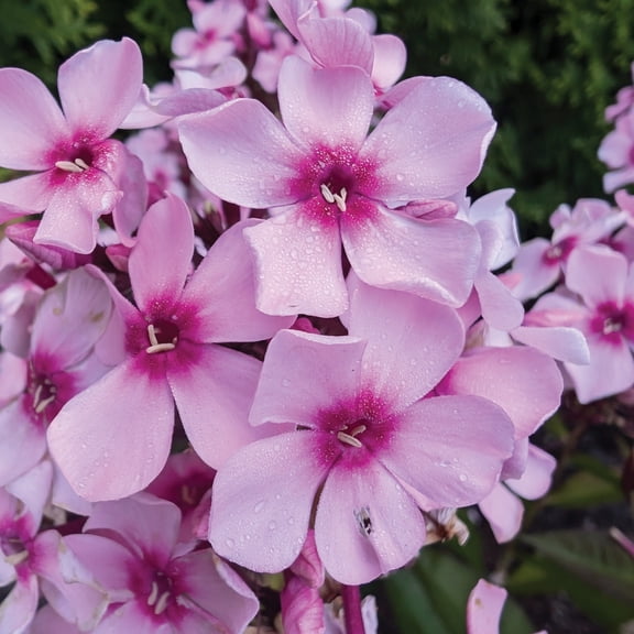 Jumbo Pint Center Of Attention™ Garden Phlox