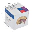thumbnail image 2 of Kits de medicina Anatomy Study Cube de 7 x 7 cm, 9 partes del cuerpo, 2 of 7