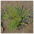 thumbnail image 3 of Everwilde Farms - 1 lb Purity Cosmos Garden Flower Seeds - Gold Vault Bulk Seed Packet, 3 of 3